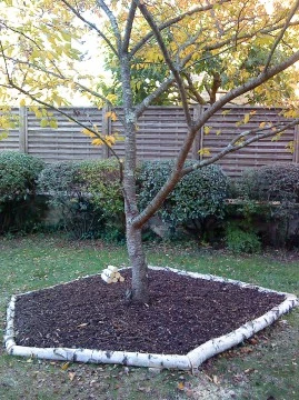 Mulch_Cerisier