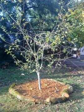 Mulch_Pommier