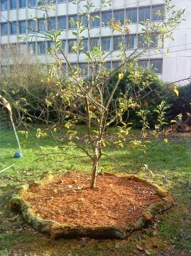Mulch_Pommier2