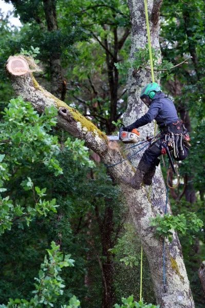 Élagage à Favars | DE BRANCHE EN BRANCHE
