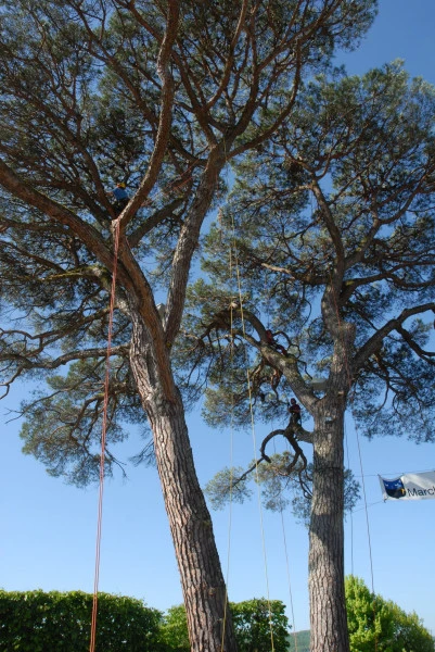Entretien arbre à Favars