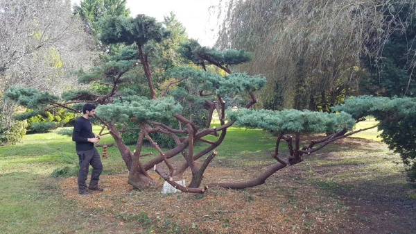 Taille arbre en nuages à Favars