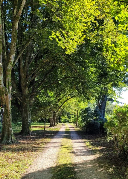 Taille arbres à Favars